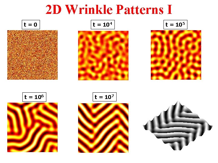 2 D Wrinkle Patterns I t=0 t = 106 t = 104 t =