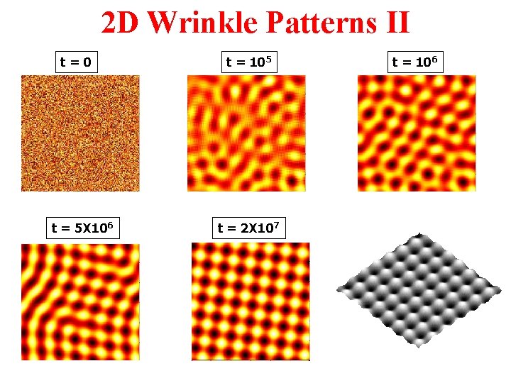 2 D Wrinkle Patterns II t=0 t = 5 X 106 t = 105