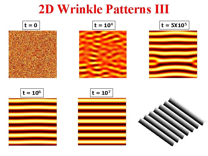 2 D Wrinkle Patterns III t=0 t = 106 t = 104 t =