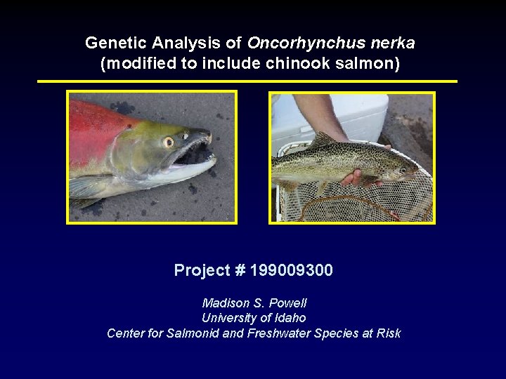 Genetic Analysis of Oncorhynchus nerka (modified to include chinook salmon) Project # 199009300 Madison