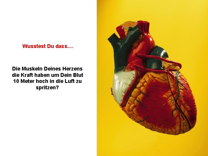 Wusstest Du dass… Die Muskeln Deines Herzens die Kraft haben um Dein Blut 10