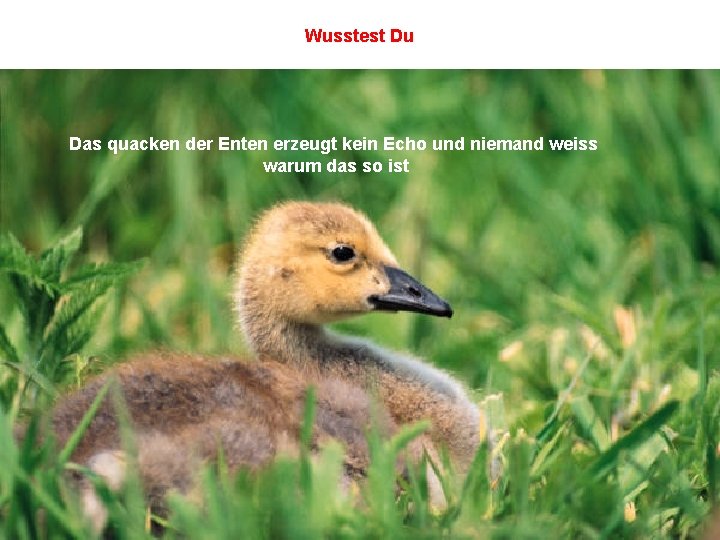 Wusstest Du Das quacken der Enten erzeugt kein Echo und niemand weiss warum das