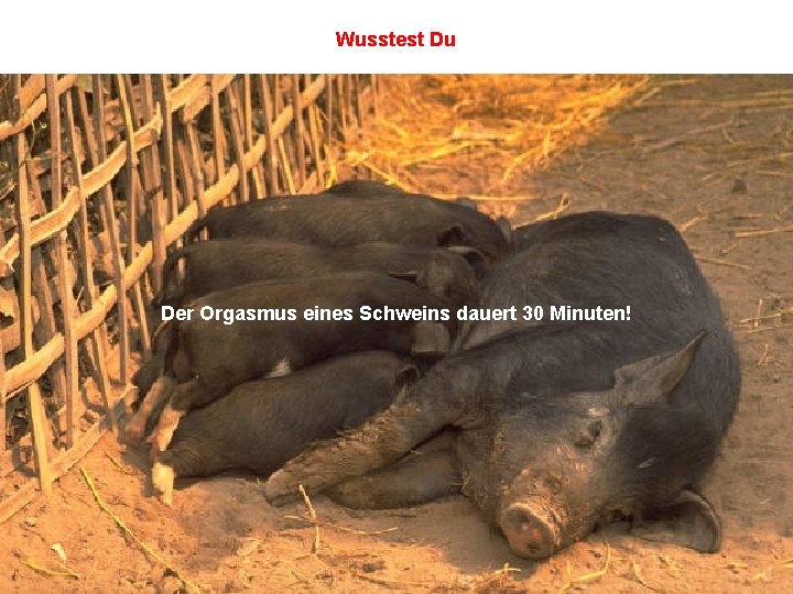 Wusstest Du Der Orgasmus eines Schweins dauert 30 Minuten! 