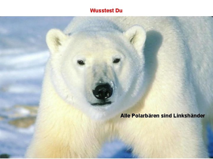 Wusstest Du Alle Polarbären sind Linkshänder 