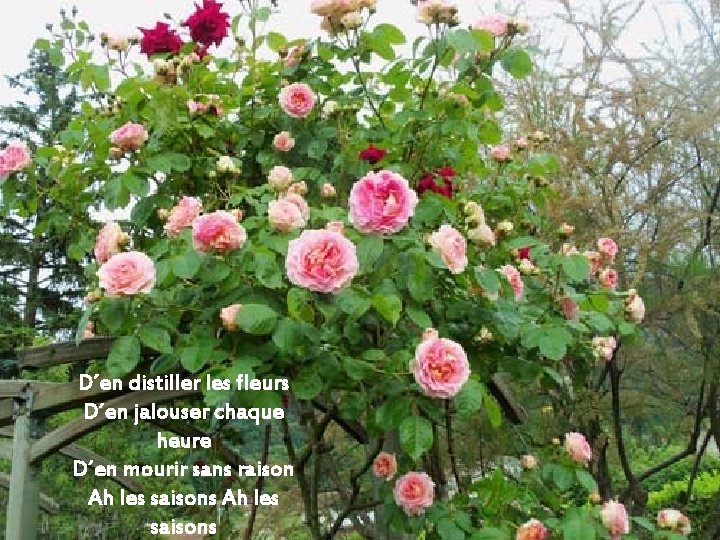 D´en distiller les fleurs D´en jalouser chaque heure D´en mourir sans raison Ah les