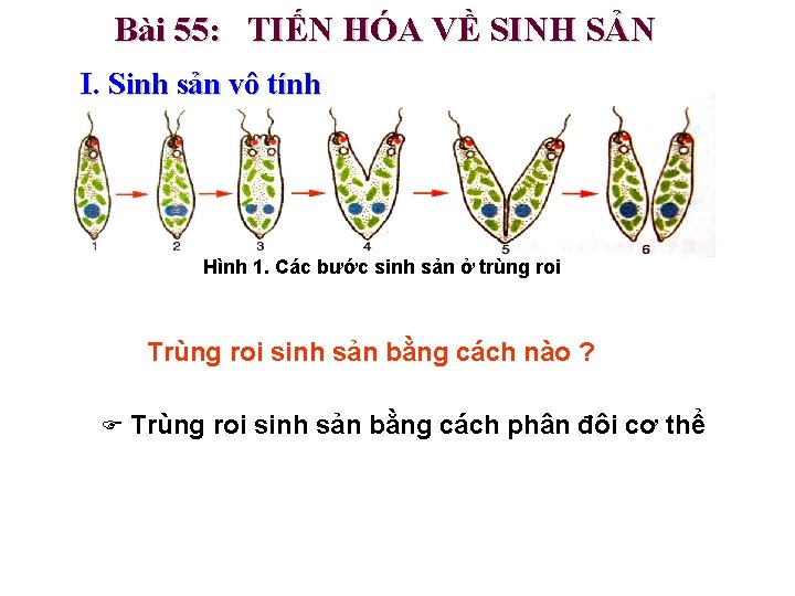 Bài 55: TIẾN HÓA VỀ SINH SẢN I. Sinh sản vô tính Hình 1.