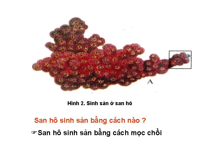 Hình 2. Sinh sản ở san hô San hô sinh sản bằng cách nào