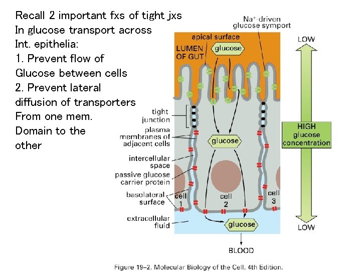 Recall 2 important fxs of tight jxs In glucose transport across Int. epithelia: 1.