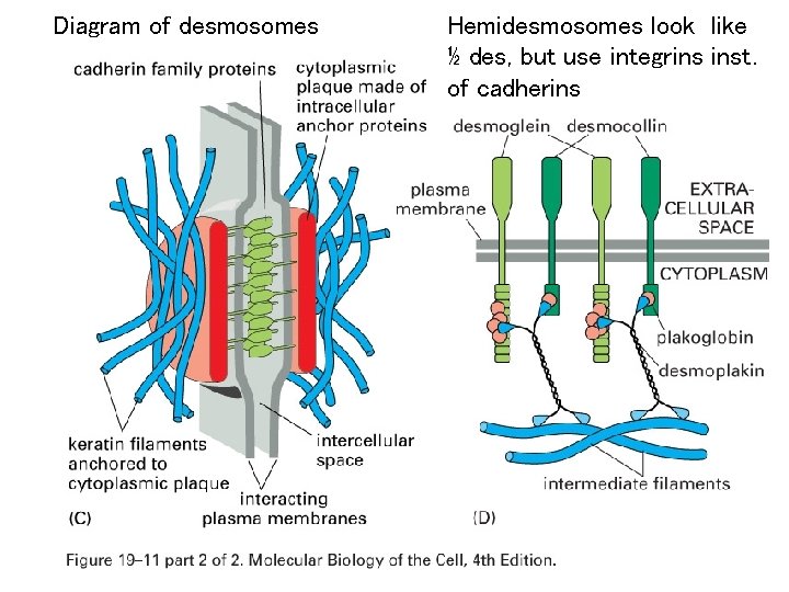 Diagram of desmosomes Hemidesmosomes look like ½ des, but use integrins inst. of cadherins