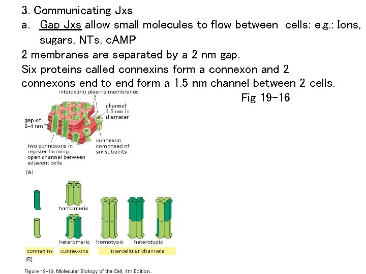 3. Communicating Jxs a. Gap Jxs allow small molecules to flow between cells: e.