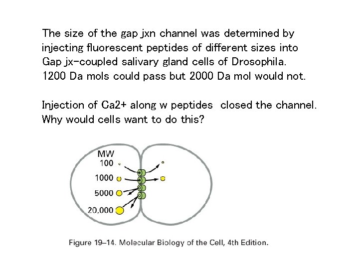 The size of the gap jxn channel was determined by injecting fluorescent peptides of