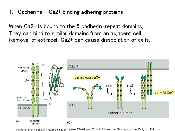 1. Cadherins – Ca 2+ binding adhering proteins When Ca 2+ is bound to