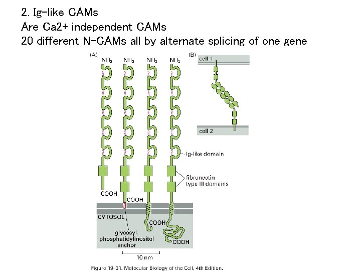 2. Ig-like CAMs Are Ca 2+ independent CAMs 20 different N-CAMs all by alternate