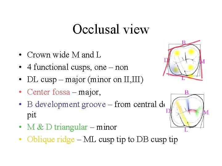 Occlusal view • • • Crown wide M and L 4 functional cusps, one