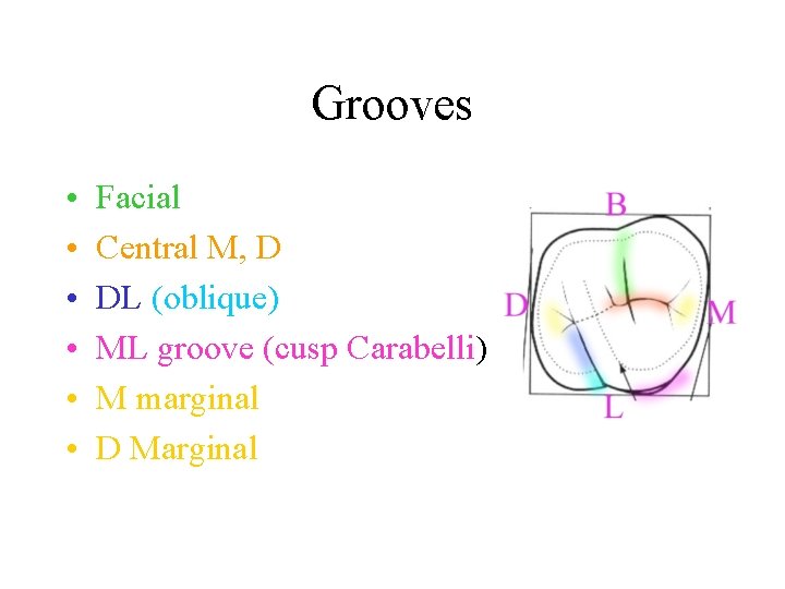 Grooves • • • Facial Central M, D DL (oblique) ML groove (cusp Carabelli)