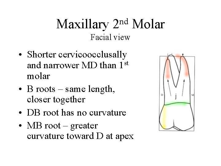 Maxillary nd 2 Molar Facial view • Shorter cervicoocclusally and narrower MD than 1