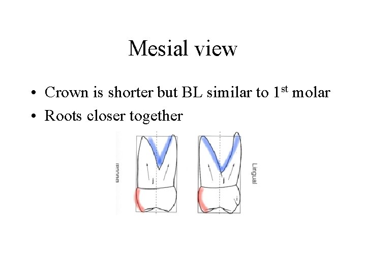 Mesial view • Crown is shorter but BL similar to 1 st molar •