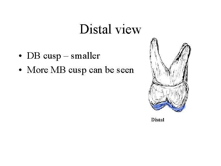 Distal view • DB cusp – smaller • More MB cusp can be seen