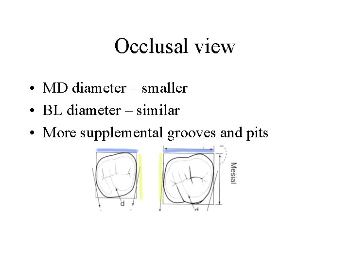Occlusal view • MD diameter – smaller • BL diameter – similar • More