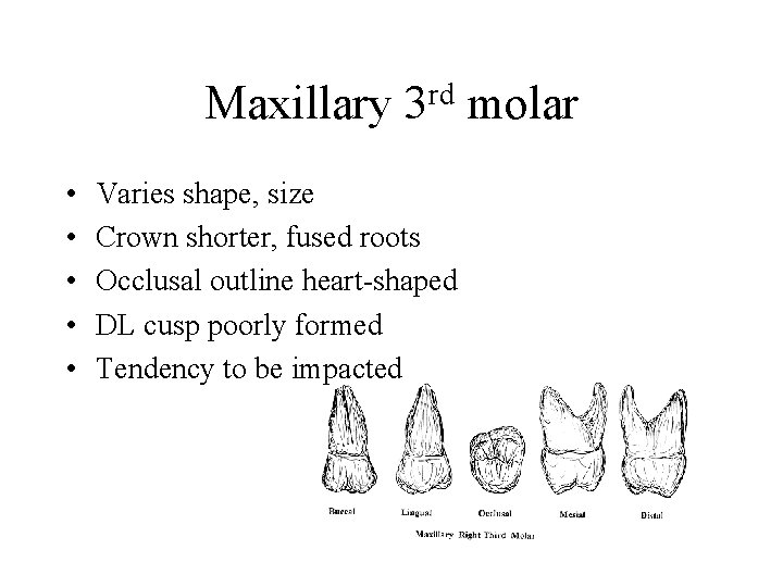 Maxillary • • • rd 3 Varies shape, size Crown shorter, fused roots Occlusal