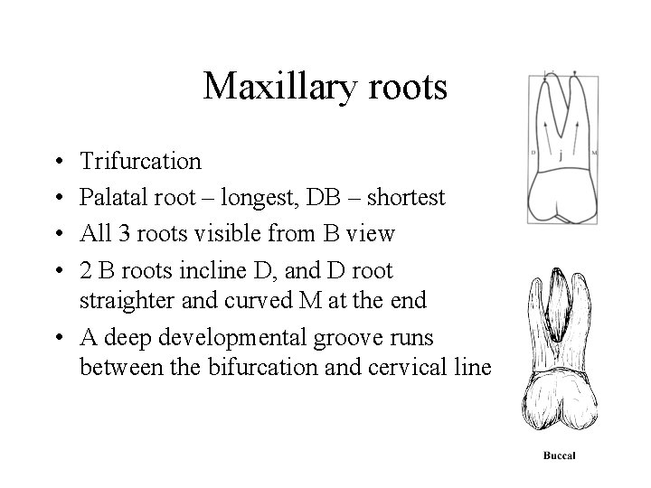 Maxillary roots • • Trifurcation Palatal root – longest, DB – shortest All 3