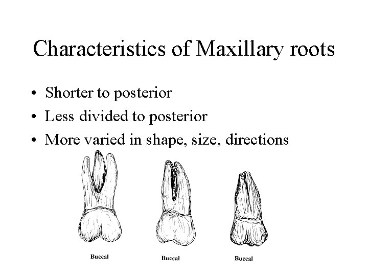 Characteristics of Maxillary roots • Shorter to posterior • Less divided to posterior •
