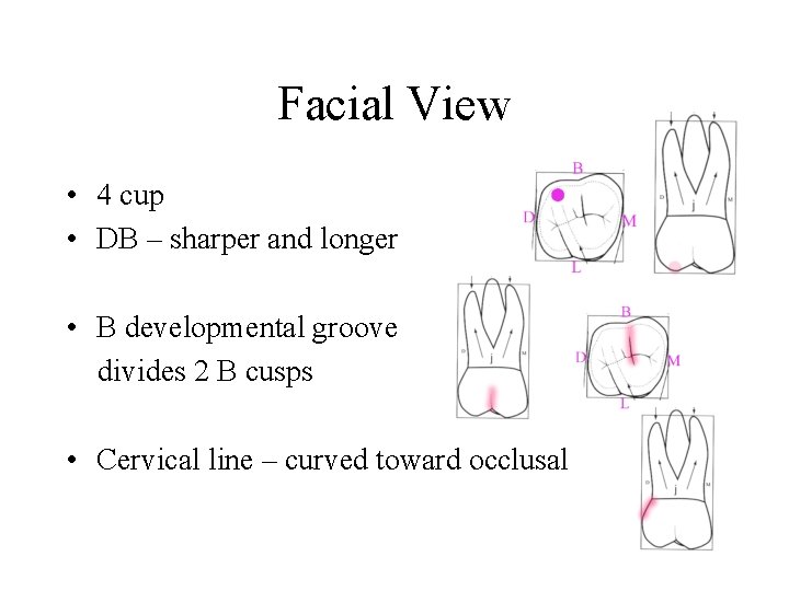Facial View • 4 cup • DB – sharper and longer • B developmental