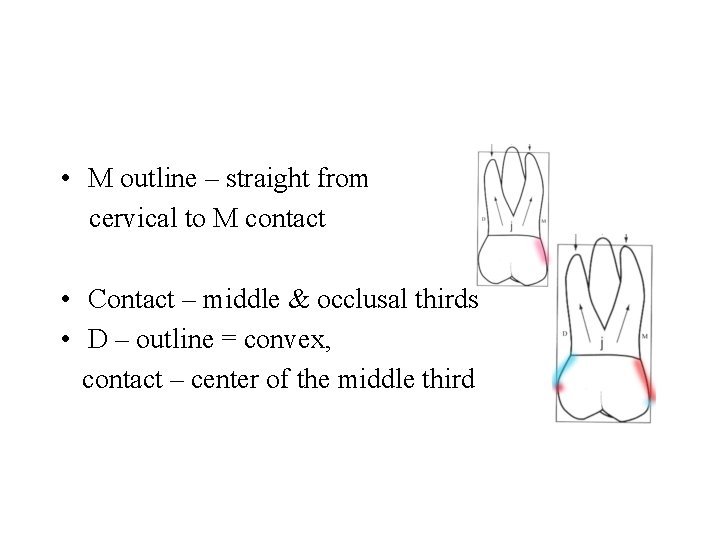  • M outline – straight from cervical to M contact • Contact –