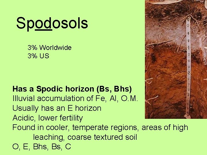 Spodosols 3% Worldwide 3% US Has a Spodic horizon (Bs, Bhs) Illuvial accumulation of