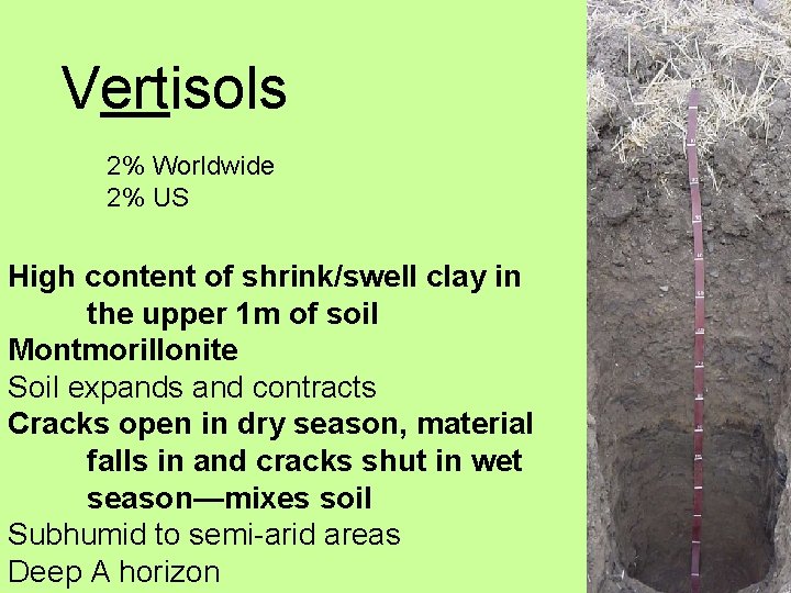 Vertisols 2% Worldwide 2% US High content of shrink/swell clay in the upper 1