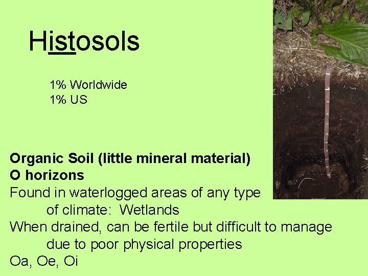 Histosols 1% Worldwide 1% US Organic Soil (little mineral material) O horizons Found in