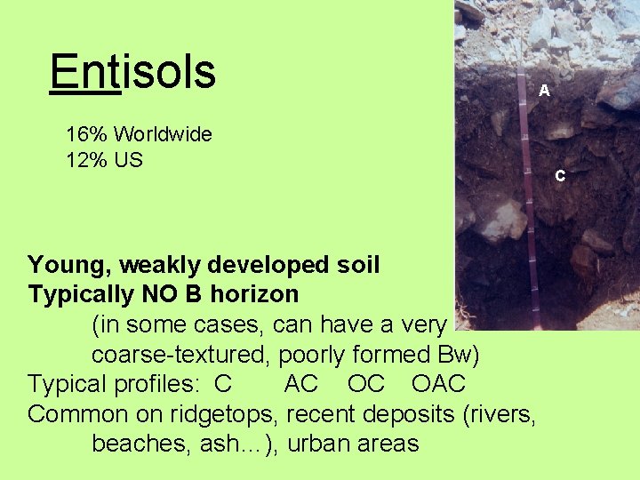 Entisols 16% Worldwide 12% US Young, weakly developed soil Typically NO B horizon (in
