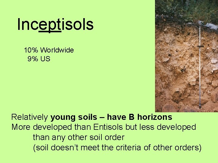 Inceptisols 10% Worldwide 9% US Relatively young soils – have B horizons More developed