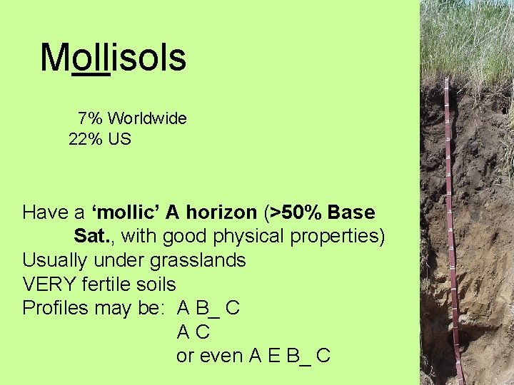 Mollisols 7% Worldwide 22% US Have a ‘mollic’ A horizon (>50% Base Sat. ,