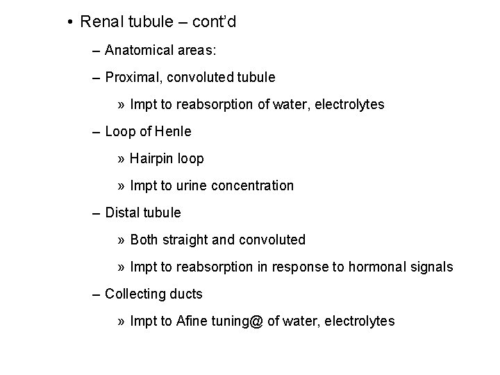  • Renal tubule – cont’d – Anatomical areas: – Proximal, convoluted tubule »