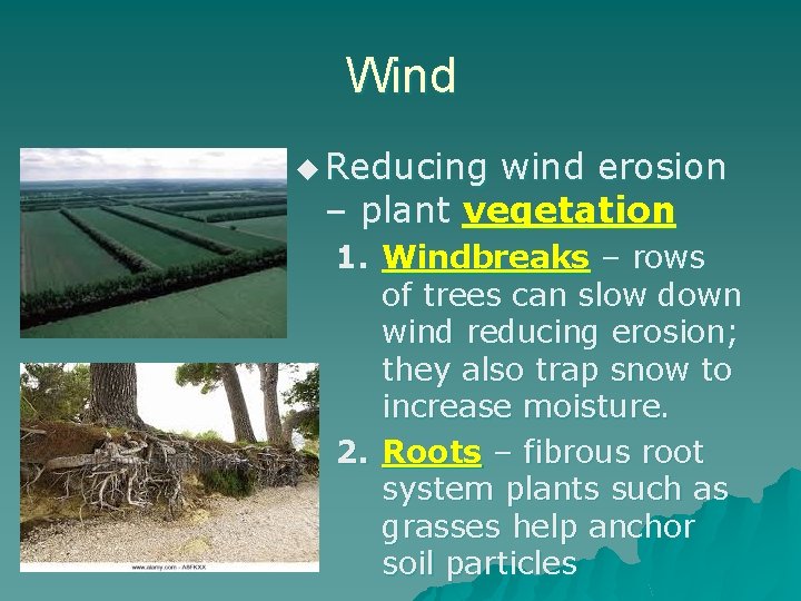 Wind u Reducing wind erosion – plant vegetation 1. Windbreaks – rows of trees