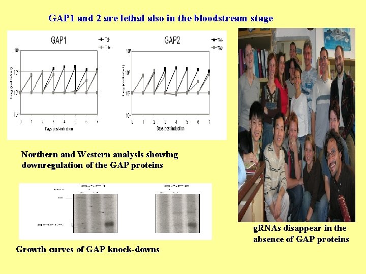 GAP 1 and 2 are lethal also in the bloodstream stage Northern and Western