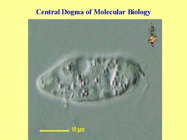 Central Dogma of Molecular Biology 