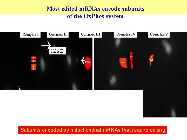 Most edited m. RNAs encode subunits of the Ox. Phos system Complex III Complex