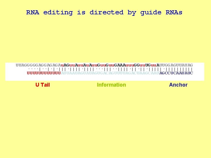 RNA editing is directed by guide RNAs Editing Block. . . UUAGGGGGAGGAGAGAu. AGuu. Au.