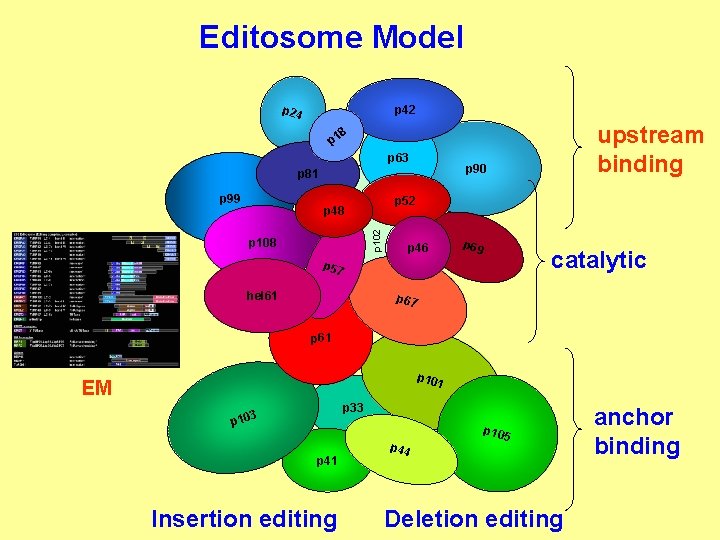 Editosome Model p 24 p 42 upstream binding 8 p 1 p 63 p