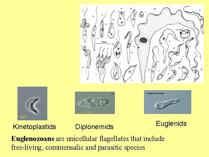 Kinetoplastids Diplonemids Euglenozoans are unicellular flagellates that include free-living, commensalic and parasitic species 