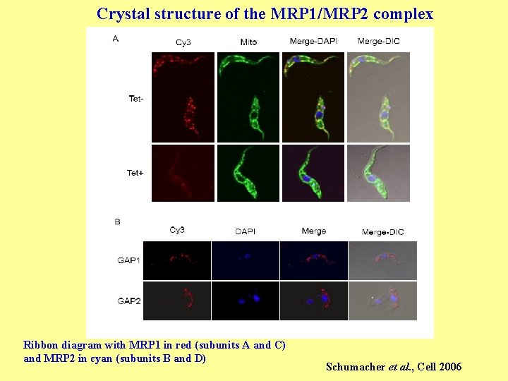 Crystal structure of the MRP 1/MRP 2 complex Ribbon diagram with MRP 1 in