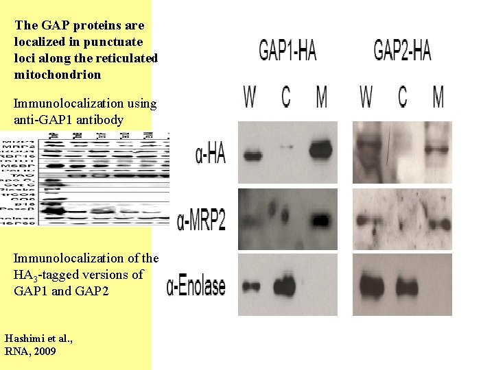 The GAP proteins are localized in punctuate loci along the reticulated mitochondrion Immunolocalization using