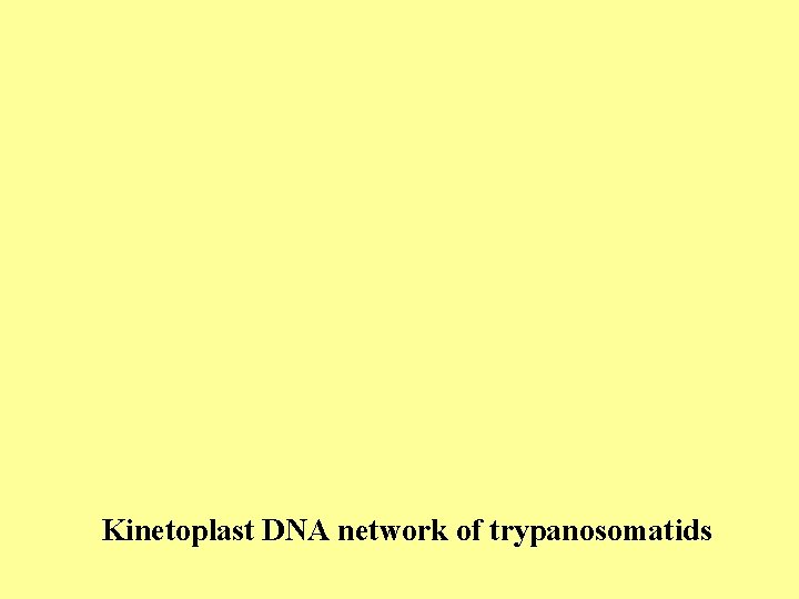 Kinetoplast DNA network of trypanosomatids 