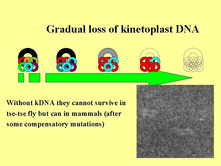 Gradual loss of kinetoplast DNA Without k. DNA they cannot survive in tse-tse fly