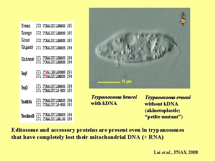 Figure 5 Trypanosoma brucei with k. DNA Trypanosoma evansi without k. DNA (akinetoplastic; “petite