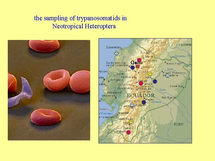 the sampling of trypanosomatids in Neotropical Heteroptera 