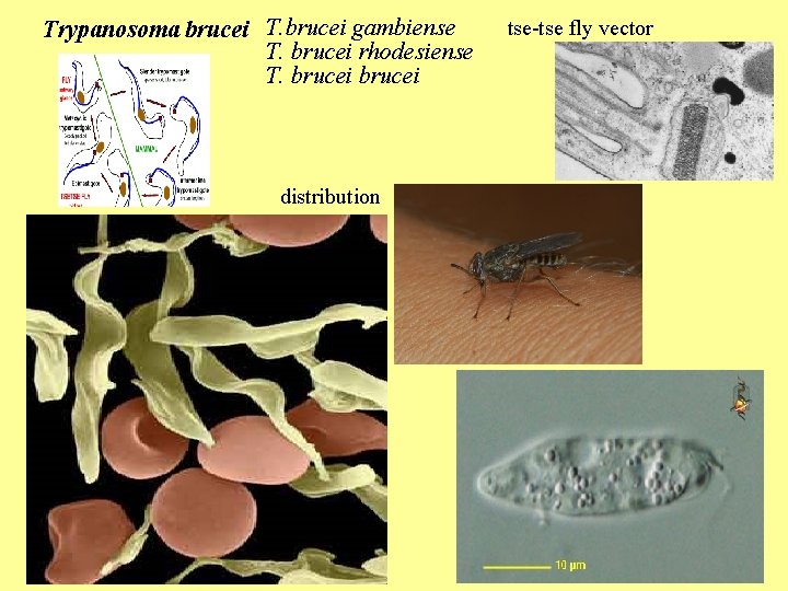 Trypanosoma brucei T. brucei gambiense T. brucei rhodesiense T. brucei tse-tse fly vector distribution