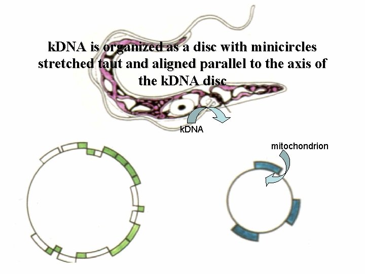 k. DNA is organized as a disc with minicircles stretched taut and aligned parallel